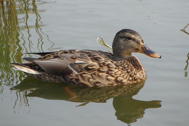 Hjælp til krydsord: Når du sidder fast – hvad gør du?