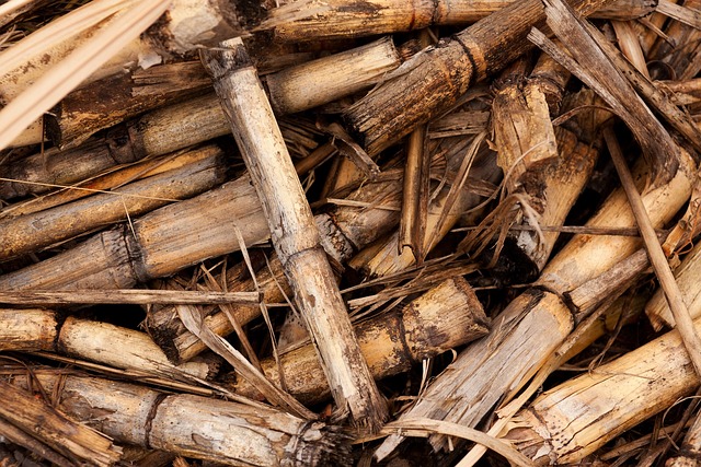Biomasse som energikilde: En historisk oversigt over udviklingen og anvendelsen