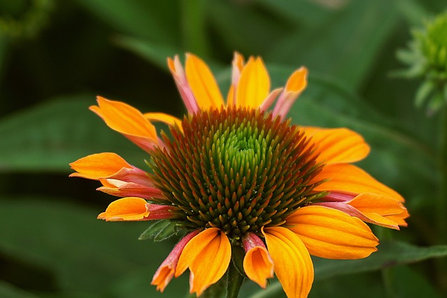 Beyond the Common Cold: Surprising Health Benefits of Echinacea