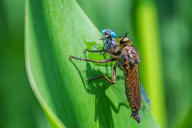 Havens helte: De insekter, der gør en forskel