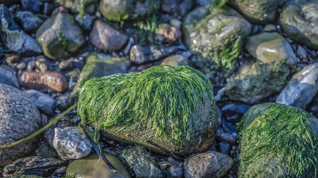 Sådan kan du nemt og billigt fjerne alger fra din terrasse