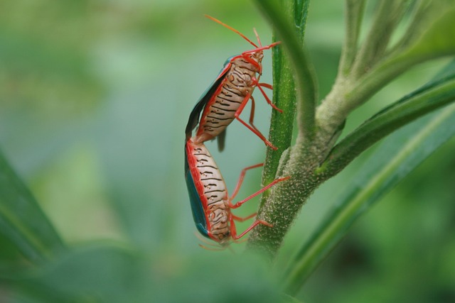 Forebyg væggelus: Tips til rejsende og boligejere